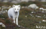 Arctic fox (Alopex lagopus)