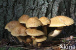 Prachtvlamhoed (Gymnopilus junonius)