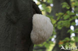 Bearded tooth (Hericium erinaceus)
