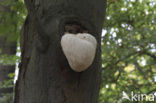 Bearded tooth (Hericium erinaceus)
