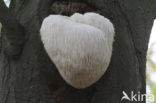 Bearded tooth (Hericium erinaceus)