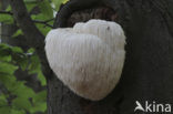 Bearded tooth (Hericium erinaceus)
