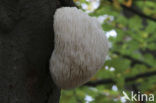 Bearded tooth (Hericium erinaceus)
