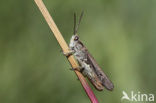 Bow-winged Grasshopper (Chorthippus biguttulus)