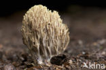 Rechte koraalzwam (Ramaria stricta)