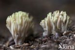 Upright coral (Ramaria stricta)