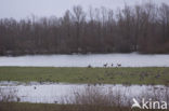 Roe Deer (Capreolus capreolus)