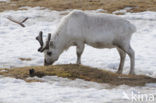 Reindeer (Rangifer tarandus tarandus)