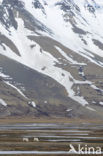 Reindeer (Rangifer tarandus tarandus)