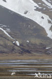 Reindeer (Rangifer tarandus tarandus)