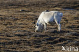 Reindeer (Rangifer tarandus tarandus)