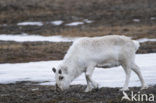 Reindeer (Rangifer tarandus tarandus)