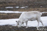 Reindeer (Rangifer tarandus tarandus)