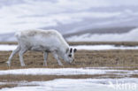 Reindeer (Rangifer tarandus tarandus)