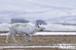 Reindeer (Rangifer tarandus tarandus)