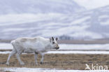 Reindeer (Rangifer tarandus tarandus)