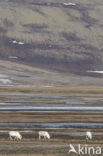 Reindeer (Rangifer tarandus tarandus)