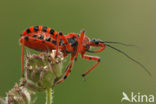 Rode roofwants (Rhynocoris iracundus)