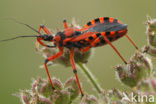 Rode roofwants (Rhynocoris iracundus)