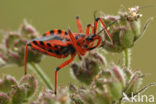 Rode roofwants (Rhynocoris iracundus)