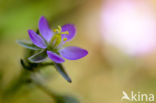 Sand Spurrey (Spergularia rubra)