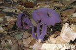 Amethyst Deceiver (Laccaria amethystina)