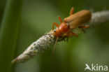 Soldier Beetle (Cantharis rufa)