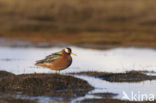 Rosse Franjepoot (Phalaropus fulicarius)