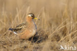 Rosse Franjepoot (Phalaropus fulicarius)