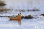 Rosse Franjepoot (Phalaropus fulicarius)