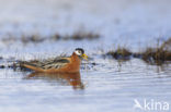 Rosse Franjepoot (Phalaropus fulicarius)