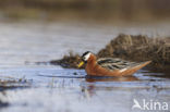 Rosse Franjepoot (Phalaropus fulicarius)