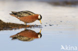 Rosse Franjepoot (Phalaropus fulicarius)