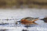 Red Phalarope (Phalaropus fulicarius)