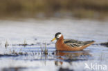 Rosse Franjepoot (Phalaropus fulicarius)