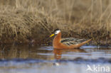 Rosse Franjepoot (Phalaropus fulicarius)