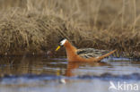 Rosse Franjepoot (Phalaropus fulicarius)