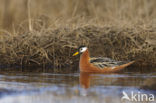 Rosse Franjepoot (Phalaropus fulicarius)