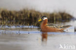 Red Phalarope (Phalaropus fulicarius)