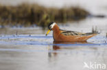 Rosse Franjepoot (Phalaropus fulicarius)