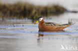 Rosse Franjepoot (Phalaropus fulicarius)