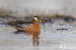 Rosse Franjepoot (Phalaropus fulicarius)