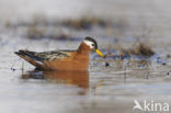 Red Phalarope (Phalaropus fulicarius)