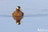 Rosse Franjepoot (Phalaropus fulicarius)