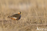 Rosse Franjepoot (Phalaropus fulicarius)