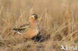 Rosse Franjepoot (Phalaropus fulicarius)