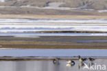 Pale-bellied Brent Goose (Branta bernicla hrota)