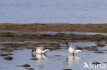 Pale-bellied Brent Goose (Branta bernicla hrota)