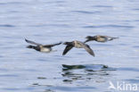 Pale-bellied Brent Goose (Branta bernicla hrota)