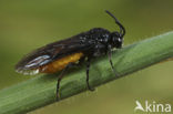 Large Rose Sawfly (Arge pagana)